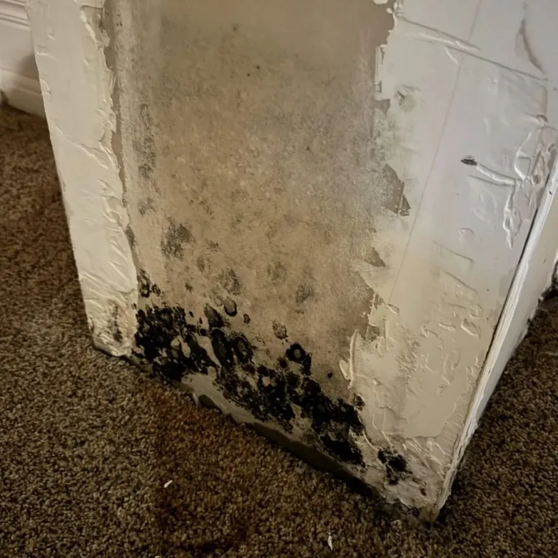Professional Mold Removal in Jefferson County, KS